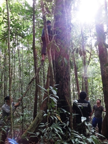 Measuring a tree with improvised ladder (photo: Lan Qie, Indonesia, 2014)